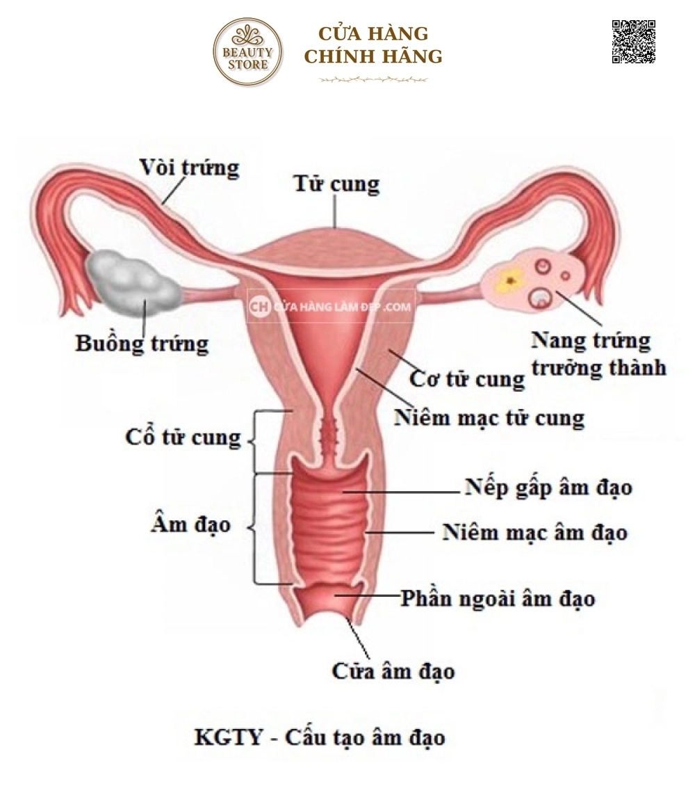 Kem Se Khít Vùng Kín PK24, Làm Săn Chắc Thu Nhỏ Đường Kính Vùng Kín của Mỹ